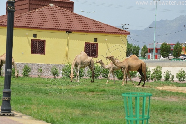 بالصور.. الإبل تتجول بحرية داخل الحدائق العامة بـ #محايل_عسير