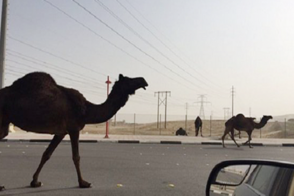 إبل سائبة تُسقِط 3 ضحايا جددًا على طريق رنية ـ بيشة