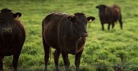 شركة أسترالية تُطعم أبقارها “شيكولاتة” لسبب غريب