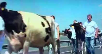 بالفيديو.. مظاهرة للأبقار في العاصمة المجرية