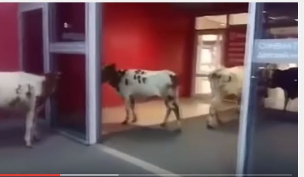 بالفيديو.. أبقار تتسوق الحليب من مركز تجاري