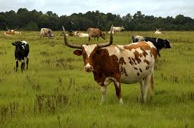 حظر استيراد الأبقار من بعض مناطق جورجيا