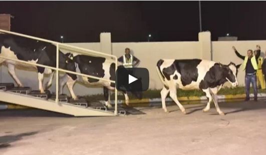 بالفيديو.. قطر تستورد البقر عبر الطائرات لتعويض نقص الحليب