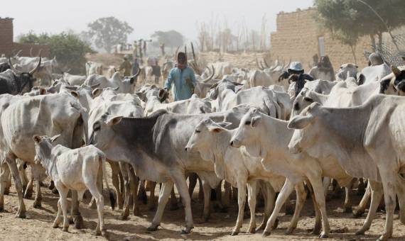 حظر استيراد الحيوانات الحية من نيجيريا