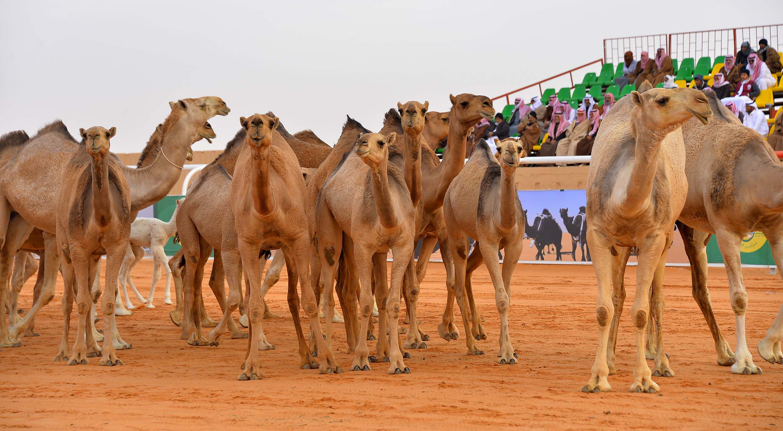 مبادرات تعزّز القيمة الاجتماعية لمهرجان الملك عبد العزيز للإبل