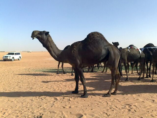 الصومال: أي حظر سعودي لواردات الإبل يضر بالاقتصاد