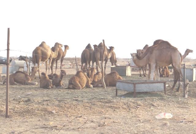 رغم كورونا.. انتشار حظائر الإبل بـساحل عسير وغياب تام لـ”الصحة”