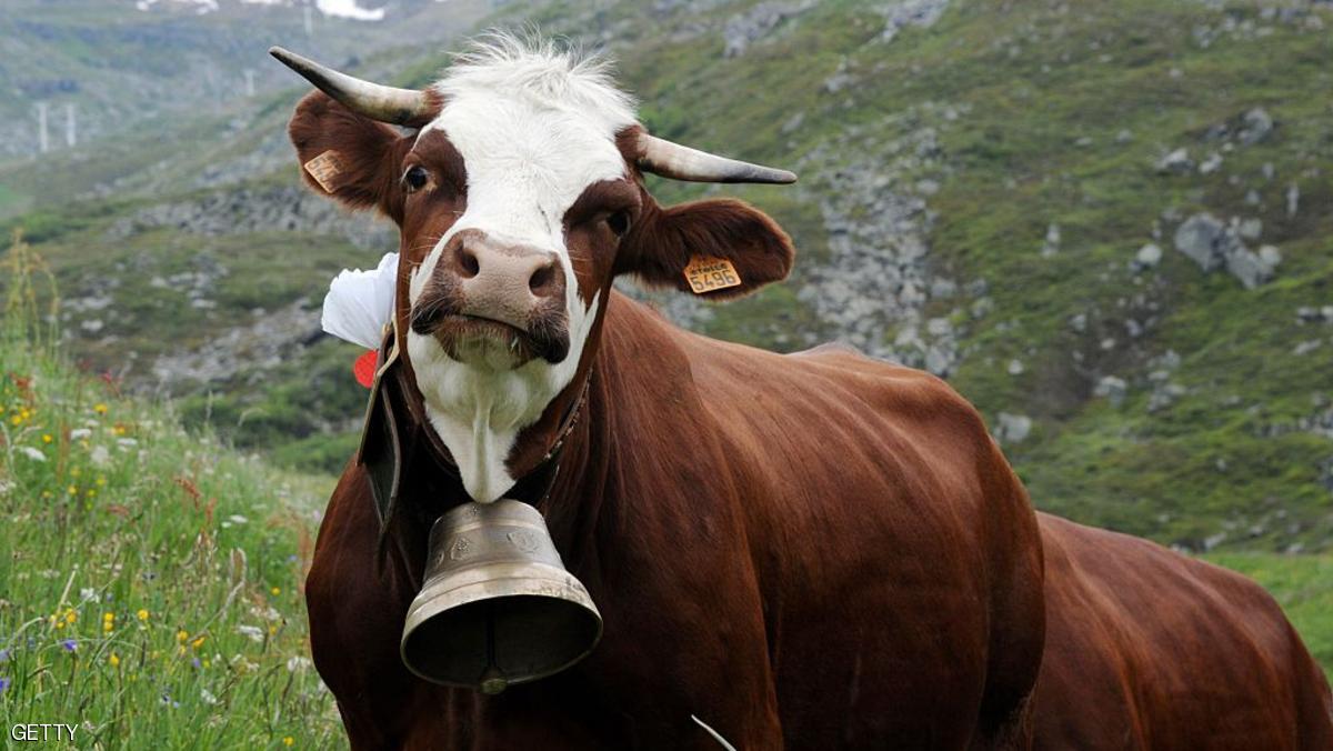 حرمان سيدة من الجنسية السويسرية بسبب “أجراس البقر”