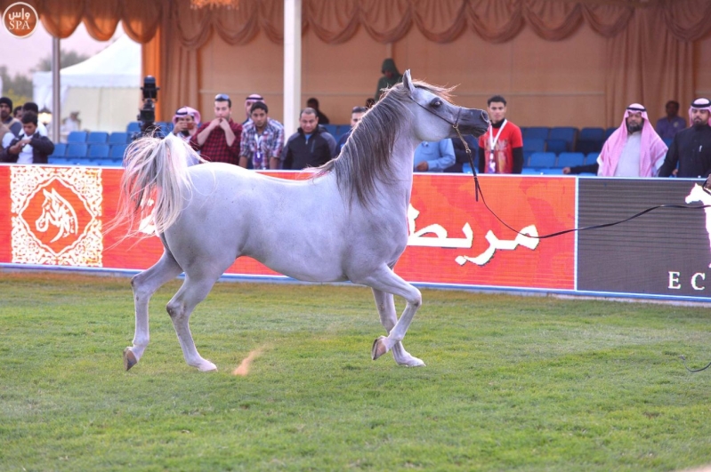 اختتام بطولة مركز الملك عبدالعزيز للخيل العربية الأصيلة 4