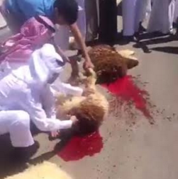 بالفيديو: آخر صيحات الهياط.. “ذبح الأغنام” بالشارع العام إكراما للضيف