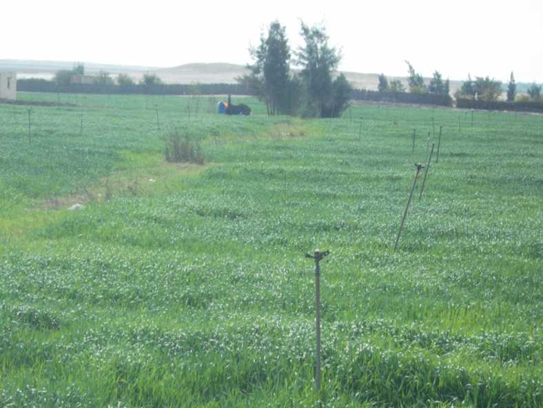 وزارة الزراعة تراجع قانوناً مثيراً للجدل يعرقل زيادة الإنتاج الزراعي في مصر
