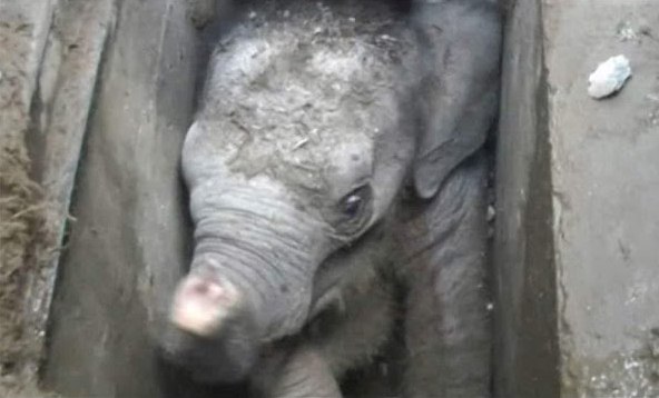 بالفيديو .. استخراج فيل سقط بحفرة مكشوفة في سريلانكا