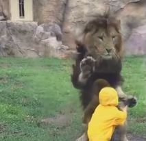 ​شاهد.. أسد يهاجم طفلاً فى حديقة حيوان.. والنهاية طريفة