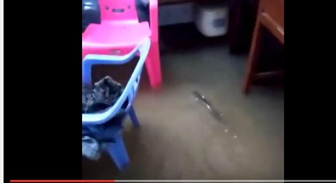 بالفيديو.. أسماك تسبح في شوارع الصين بعد سيول وفيضانات غوانزو