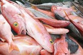 البيئة ترفع الحظر على استيراد الأسماك الحية من إيطاليا