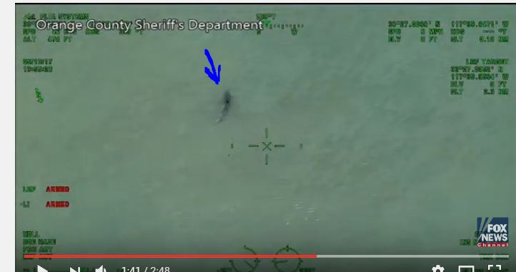 بالفيديو.. سرب من أسماك القرش يقترب من الشاطئ بشكل مخيف