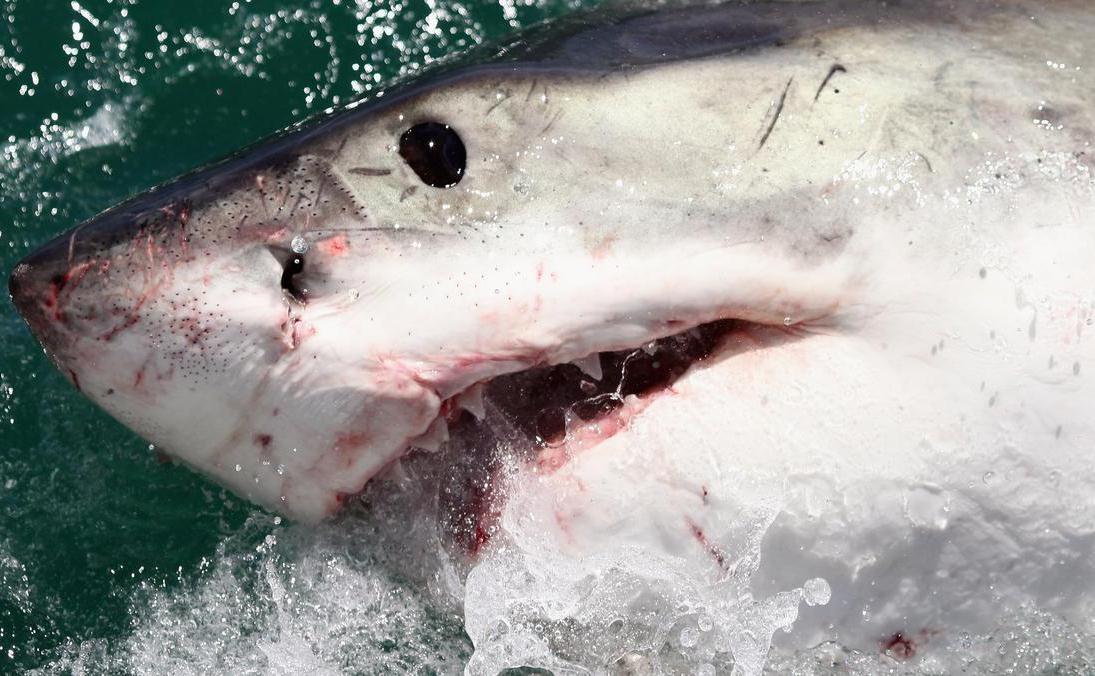 تحذير من تنامي هجمات أسماك القرش