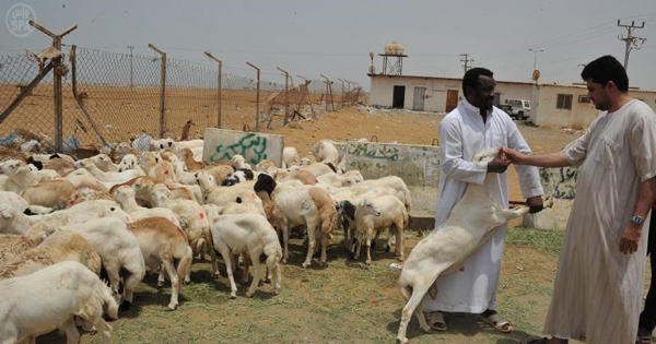 إقبال متزايد على سوق الماشية في جازان مع حلول رمضان