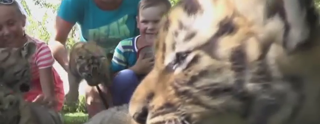 بالفيديو.. أطفال يداعبون صغار الأسود والنمور في روسيا