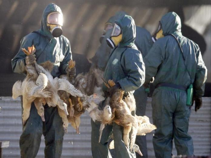 مذبحة طيور في كوريا الجنوبية بإعدام 23 ألف طائر