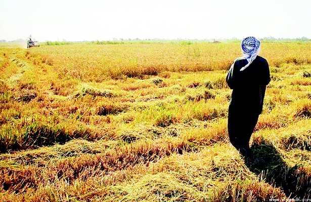 الأحواز.. الاحتلال الفارسي يصادر مئات الهكتارات من الأراضي الزراعية