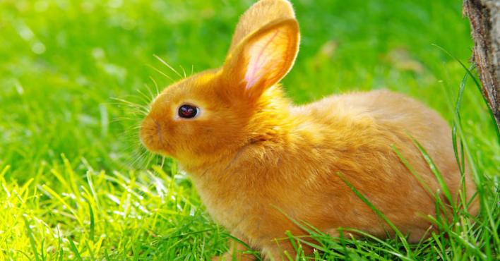 الأرانب قد تساهم بعلاج سرطان الدم