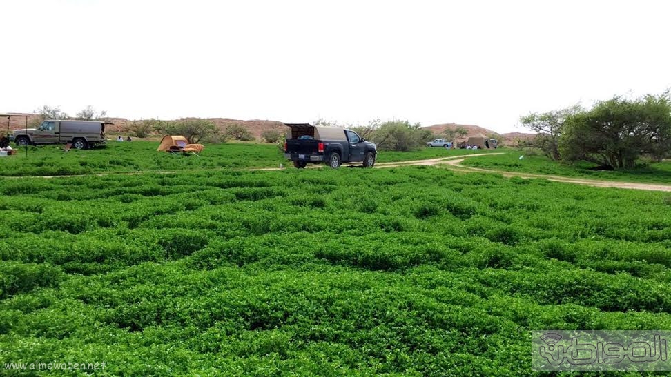 بالصور.. ربيع “فياض الحدقة” يسحر الناظرين