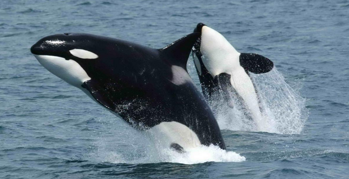 الحوت القاتل معرض للانقراض في أوروبا