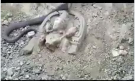بالفيديو .. ثعبان الراصود يرفض التخلي عن قطعة أثرية