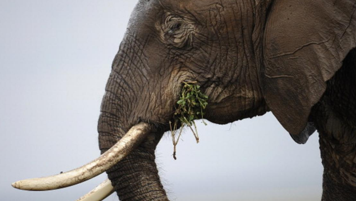 الصيد الجائر للأفيال في إفريقيا لا يزال مرتفعا