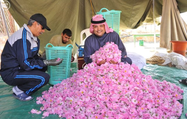 ‫مزارع الطائف تفوح بعطر الورد‬