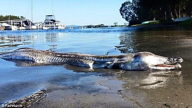 العثور على مخلوق بحري غريب ملطخ بالدماء على شاطئ أسترالي 4