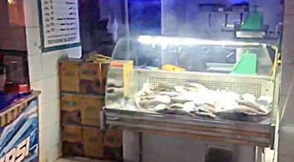 بالفيديو: “أسماك” بنكهة الفئران في ينبع!