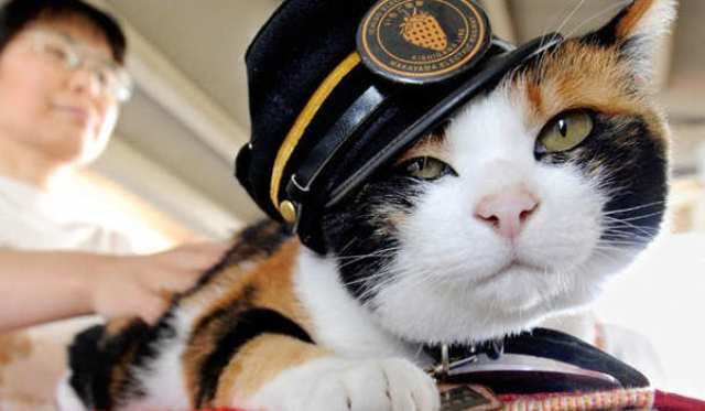 اليابان تودع القطة تاما ناظرة محطة القطار