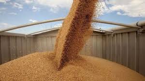 مؤسسة الحبوب تطرح مناقصة لتوريد 360 ألف طن من القمح