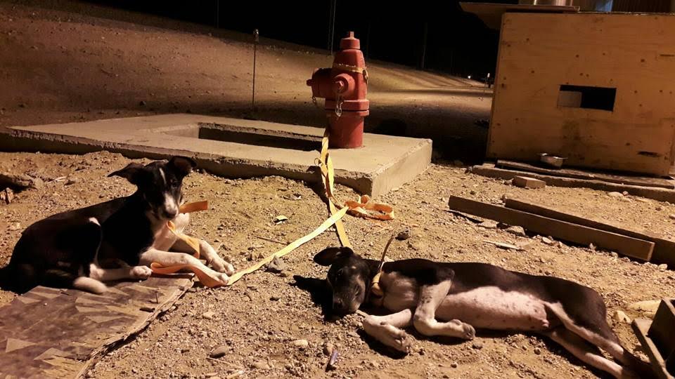 إسباني يعمل في #السعودية يُطلق حملة تبرعات لنقل كلبين للعيش معه !!