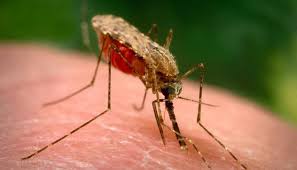 وباء الملاريا القاتل.. الأعراض وطُرق الوقاية والعلاج