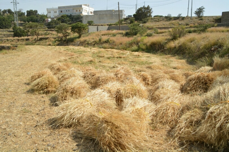 المواطن توثِّق فرحة مزارعي عسير بحصاد القمح ‫(1)‬