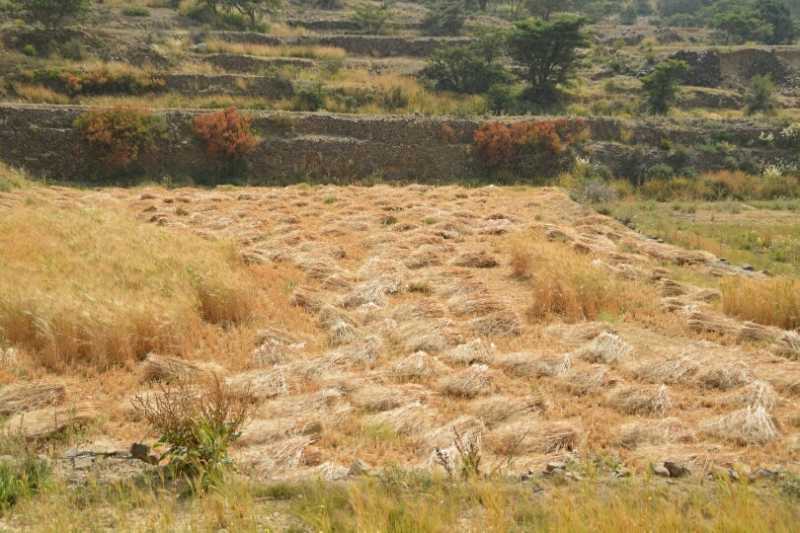 المواطن توثِّق فرحة مزارعي عسير بحصاد القمح ‫(346807416)‬ ‫‬