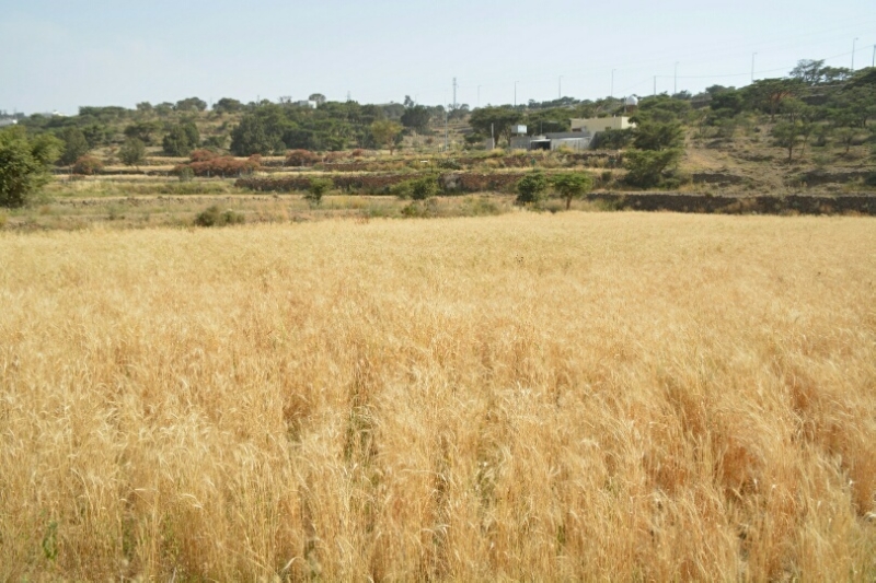 المواطن توثِّق فرحة مزارعي عسير بحصاد القمح ‫(346807424)‬ ‫‬