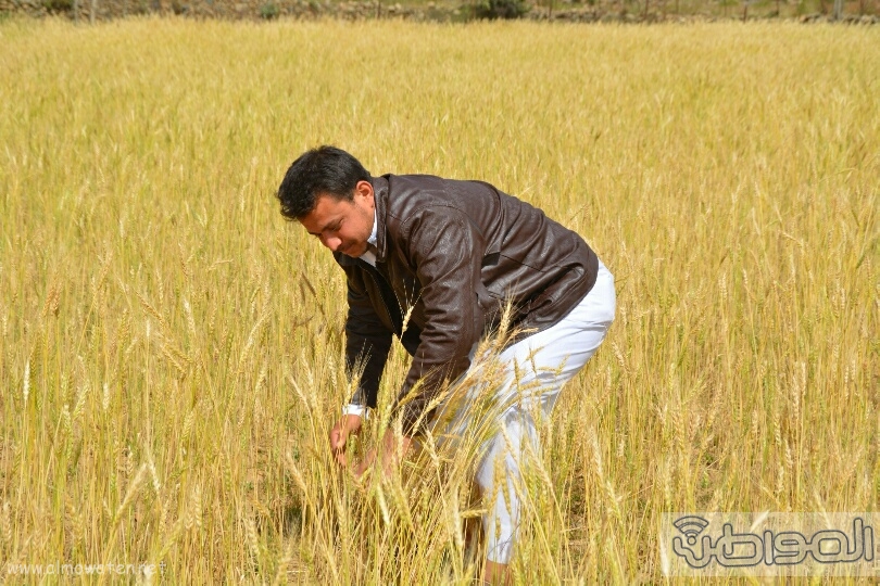 “المواطن” توثِّق فرحة مزارعي عسير بحصاد القمح