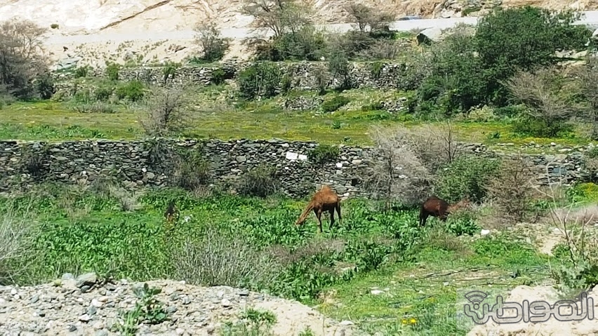 امطار الباحة (22)