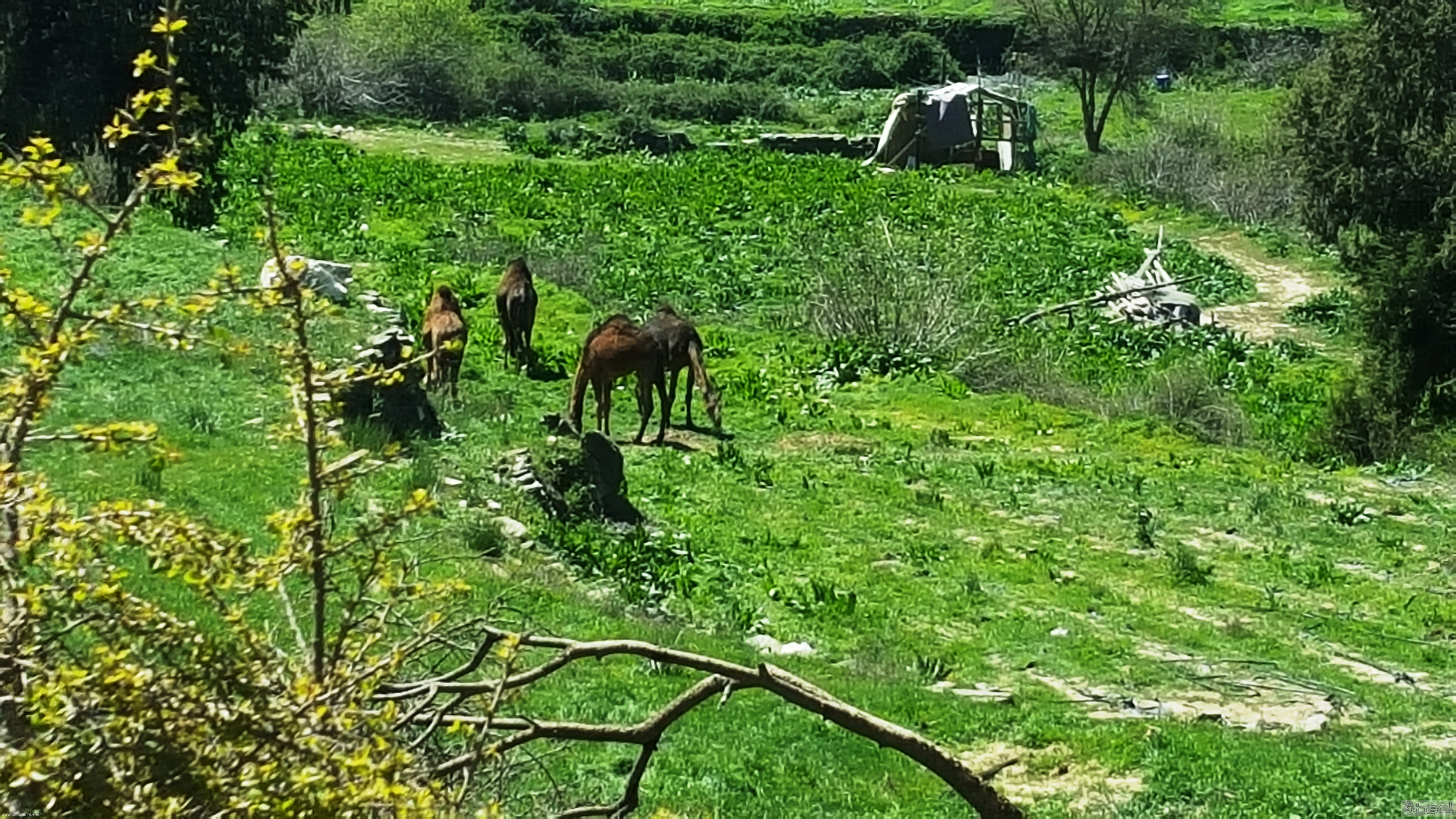 امطار الباحة (26)