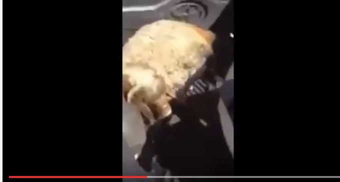 بالفيديو.. انفجار دافور يقتل خروفاً ويحرق سيارة