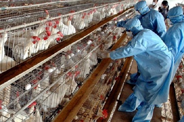لا إصابات جديدة بإنفلونزا الطيور خلال 24 ساعة