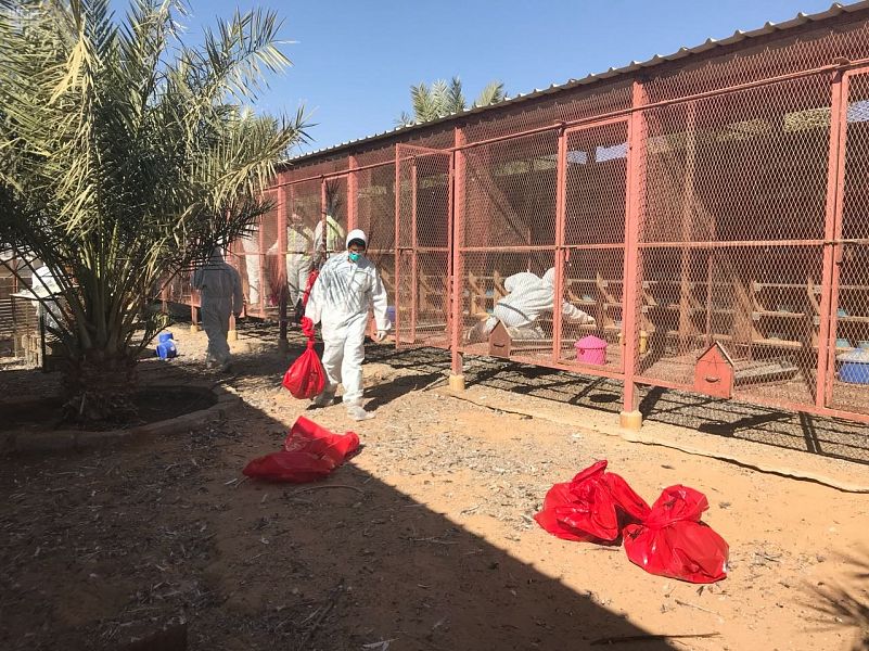 بعد توقف تسجيل الإصابات لأكثر من٩٠ يوماً.. رصد حالة إنفلونزا الطيور في الرياض