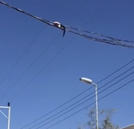 بالفيديو.. عملية إنقاذ قط علق على برج كهرباء