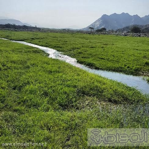 بارق