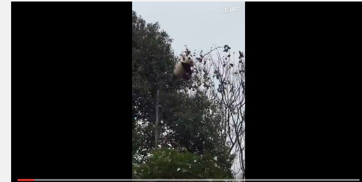 بالفيديو.. باندا يسقط من أعلى شجرة فوق المتنزهين