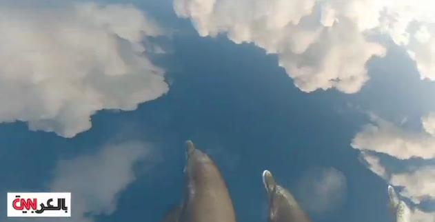 بالفيديو.. دلافين تسبح في السماء